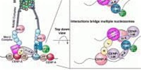 Image result for Protein Complex Function