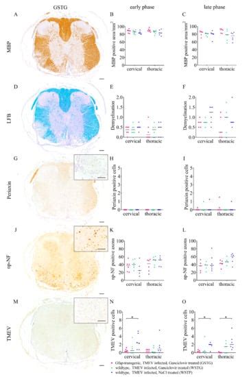 Impact of Astrocyte Depletion upon Inflammation and Demyelination in a ...