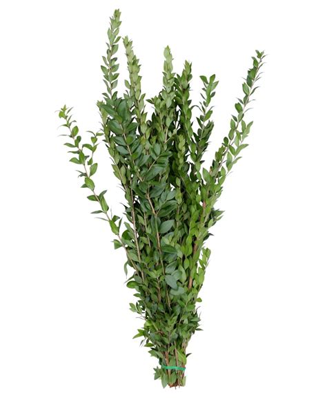 Magnolia Supply Co Fresh Myrtle Bundle - Macy's | Myrtle, Greenery bouquet, Flower identification