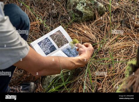 Image result for Foraging Guide