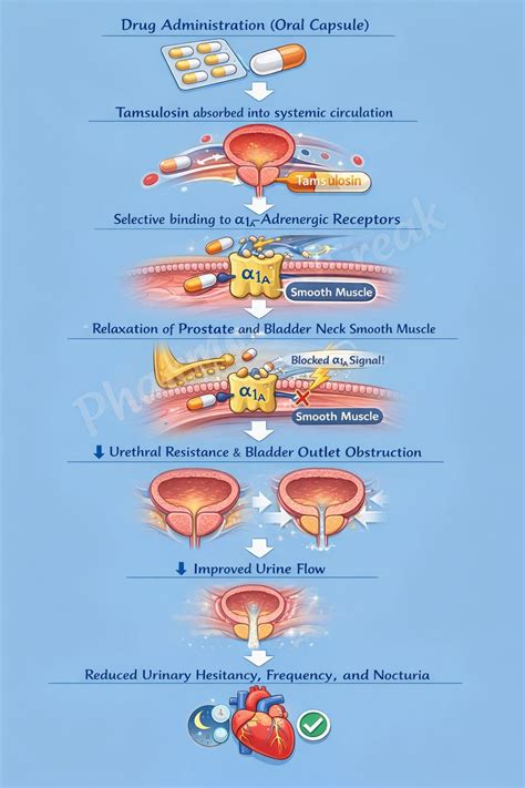Mechanism of Action of Flomax