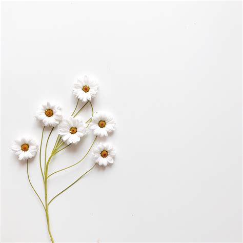 Arov kD | Kertas dinding, Fotografi warna, Poster bunga