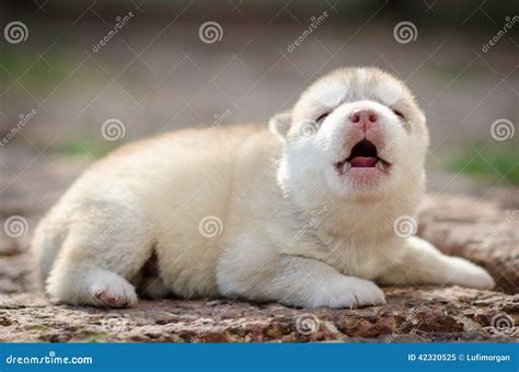 Howling Puppy Siberian Husky Stock Image - Image of cute, golden: 42320525