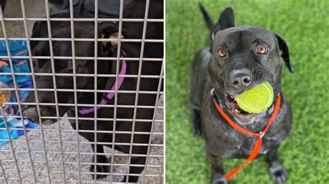 This Dog Spent 900 Days In A Shelter Before Luck Finally Smiled Upon ...