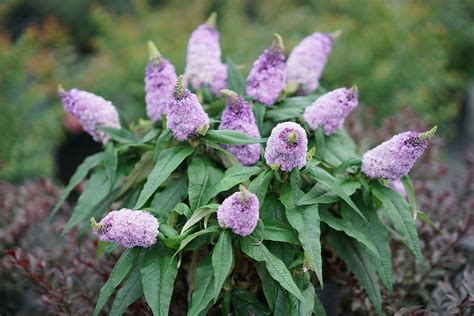 Pugster® Amethyst Butterfly Bush | ButterflyBushes.com