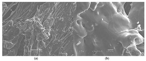Novel Extruded Starch-Beet Pulp Composites for Packaging Foams