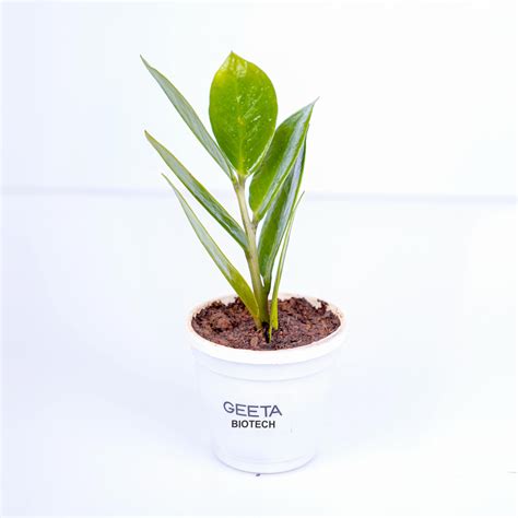 Nayra Live ZZ(Zamioculcas zamiifolia) Plant Indoor Plant with Black ...