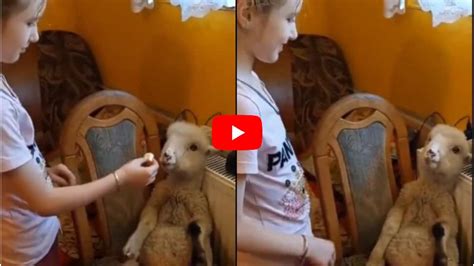 Goat Sitting Like Human And Eating Food From young Girl Video Goes ...