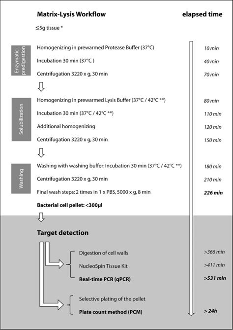 Tumor Tissue Homogenization Protocol 的图像结果