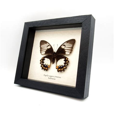 Buy Real Orchard Swallowtail Butterfly Framed Taxidermy Papilio Aegeus ...