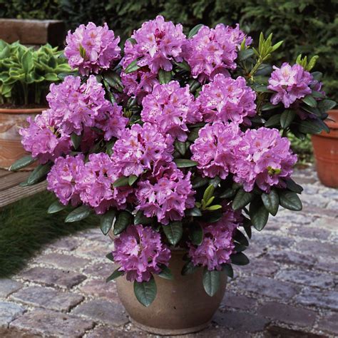 Buy Rhododendron Catawbiense Grandiflorum at jparkers.co.uk