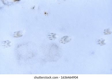 89 Raccoon Tracks Snow Royalty-Free Images, Stock Photos & Pictures ...