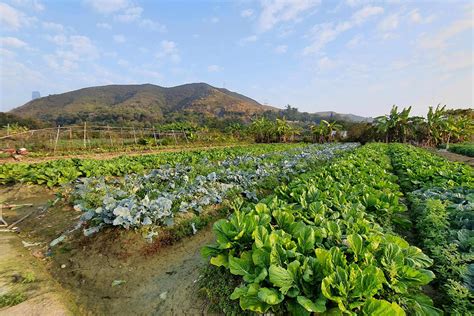 Farmland 的图像结果