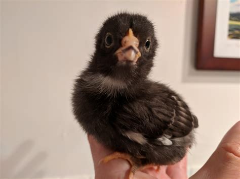 Barred Rock chick, 2 weeks old : r/aww