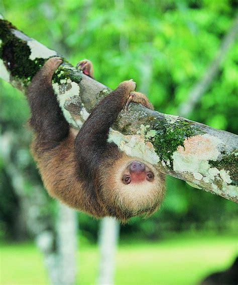 Lazy 的图像结果