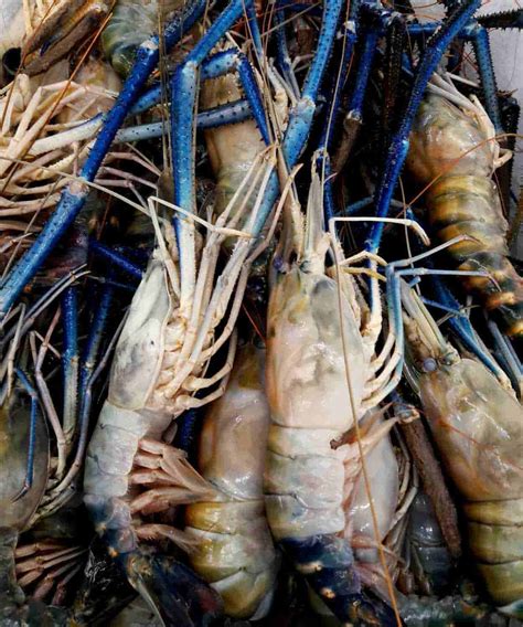 Can You Cook Dead Crawfish – Power Up Cook