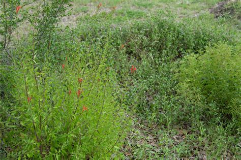 Flame Acanthus or Hummingbird Bush (Anisacanthus Quadrifidus Wrightii)