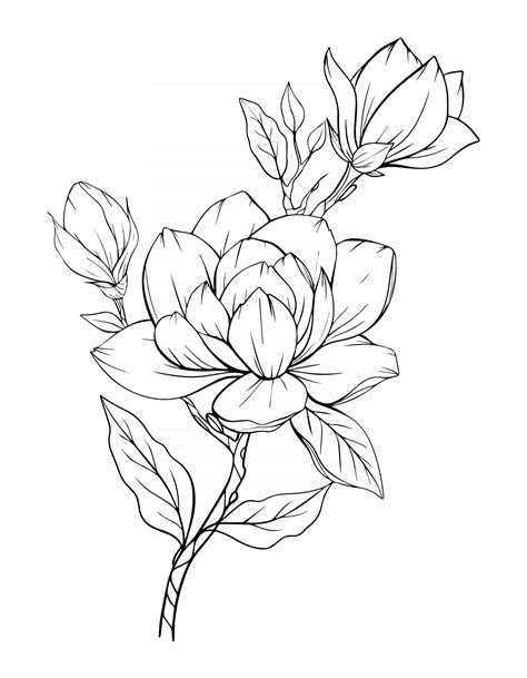 Magnolia Flower Outline Magnolia LIne Art Line Drawing 3325112 Vector ...