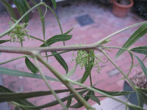 Trees of Santa Cruz County: Rhus lancea - African Sumac