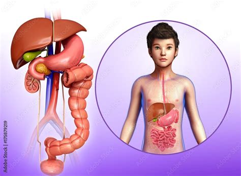 Image result for Child Digestive System