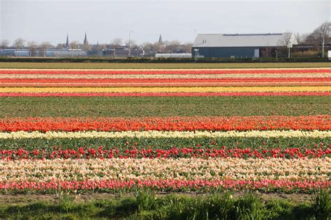 Lisse – Dutch Countryside
