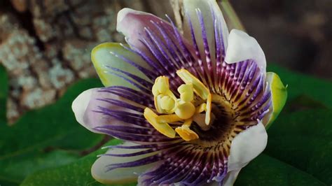 Image result for Ted Talks Vision