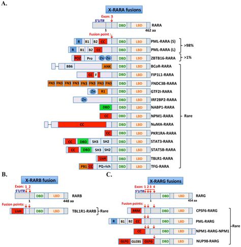 Classic and Variants APLs, as Viewed from a Therapy Response