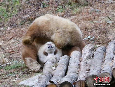 陕西佛坪熊猫谷景区将开放 去看棕白色大熊猫七仔