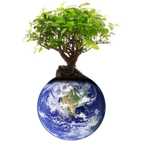 Element Earth Tree 的图像结果