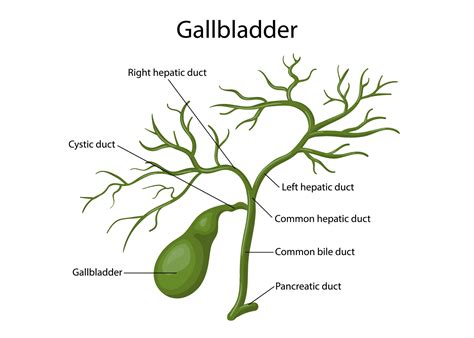 The Human Gallbladder