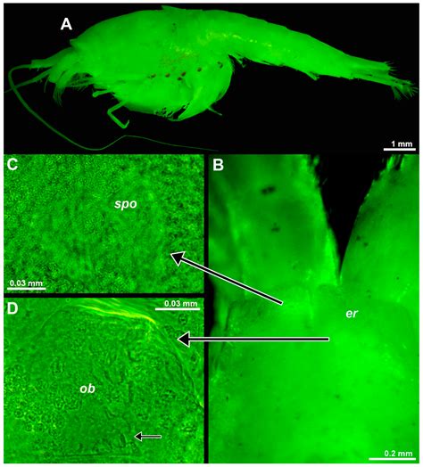 Evidence and Modification of Non-Visual Eyestalk Organs in Troglobiont ...
