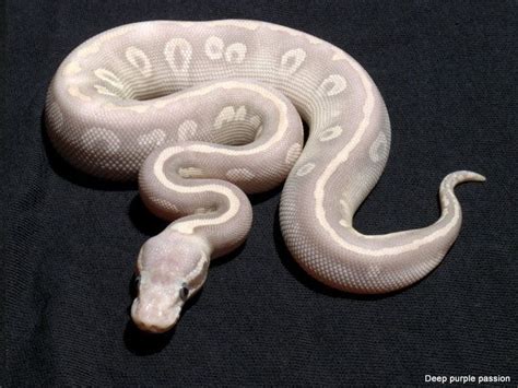 Image result for Purple Python Snake