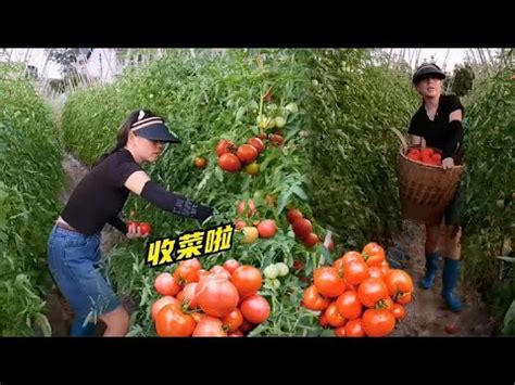 如果西红柿六月份播种秋天能收吗？_深圳热线