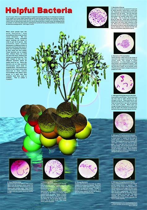 American Educational Helpful Bacteria Poster : Amazon.in: Toys & Games