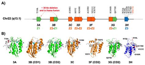 Human APOBEC3 Variations and Viral Infection