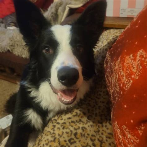 Buy Breaking the Cycle of Intergenerational Trauma Remote Healing ...