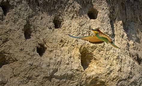 Image result for European Bee-eater Flying Back View