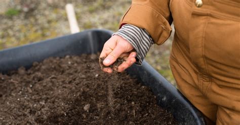 Common Cover Crops For Soil Improvement: Enhancing Soil Health And ...