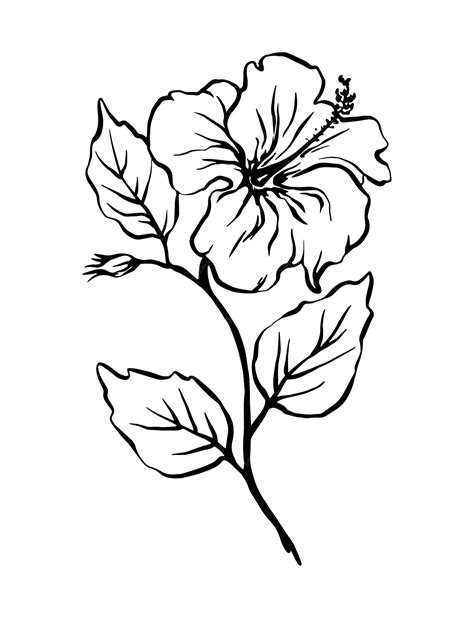 Premium Vector | Hand drawn outline hibiscus flower with leaves black ...