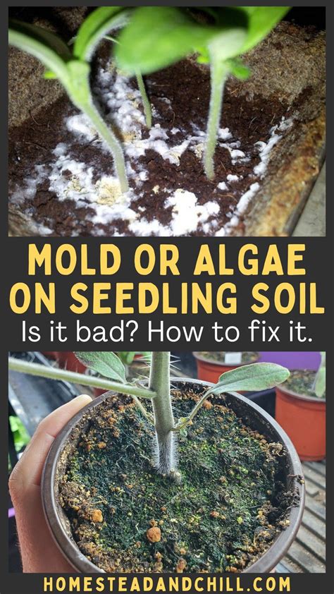 What Causes Mold On Seedlings at Lily Wendell blog
