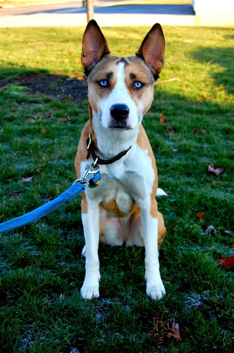 Adorable Pitbull/Husky Mix