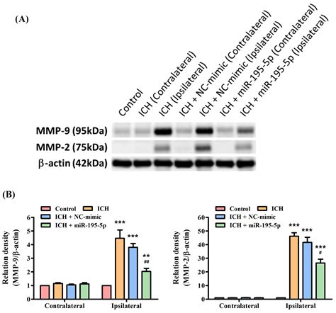 MicroRNA-195-5p Attenuates Intracerebral-Hemorrhage-Induced Brain ...