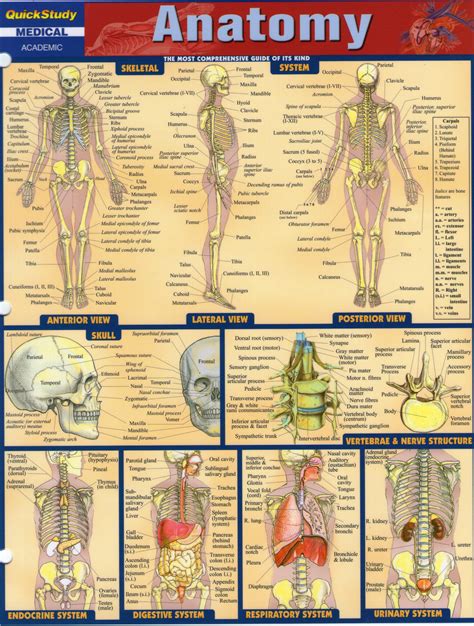 Medical School Anatomy