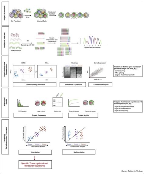 Image result for Transcriptomic Analysis