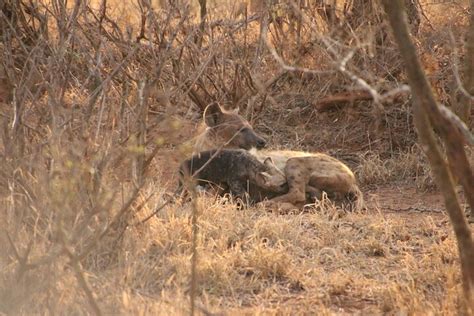 SUNRISE GAME DRIVES - All You Need to Know BEFORE You Go 2026 (with ...