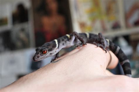 My Chinese cave gecko has the most gorgeous eyes : geckos