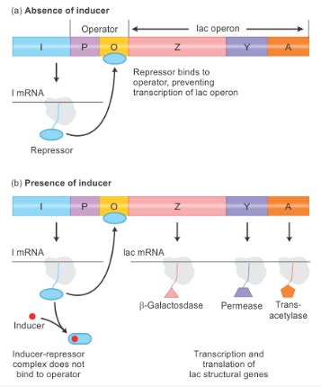 Image result for Lac Operon Flow Chart