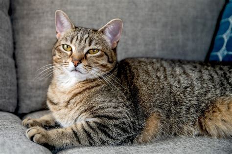 20 Best Tabby Cat: Breed Profile, Characteristics and Care