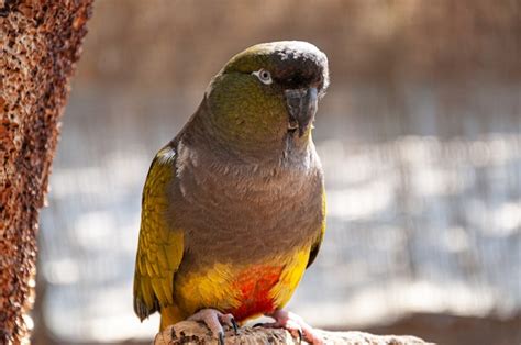 Image result for Simple Parrot Treets