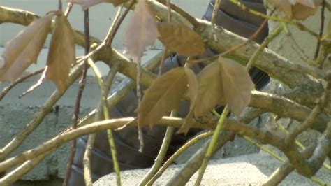 Drought causes tree limbs to break resulting in damage to homes and ...